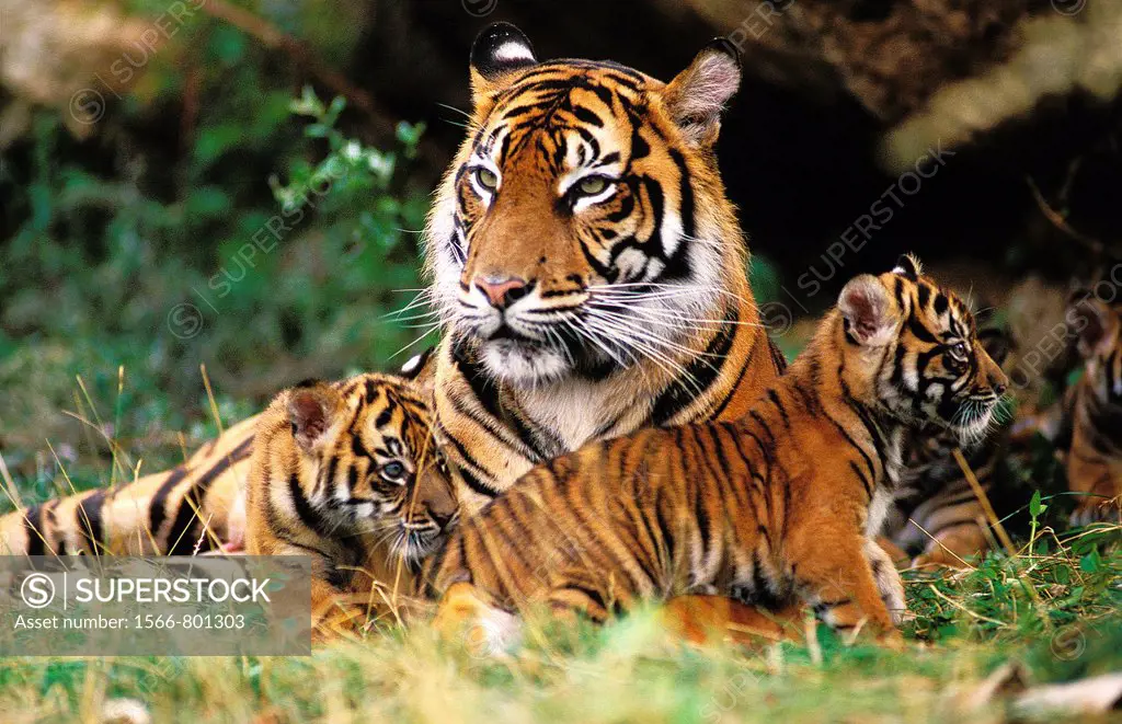 SUMATRAN TIGER panthera tigris sumatrae, FEMALE WITH CUB LAYING DOWN ON GRASS, captive