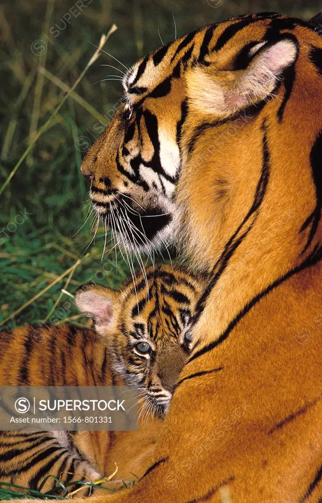 SUMATRAN TIGER panthera tigris sumatrae, FEMALE WITH CUB LAYING DOWN ON GRASS