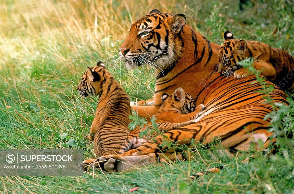SUMATRAN TIGER panthera tigris sumatrae, FEMALE WITH CUB LAYING DOWN ON GRASS