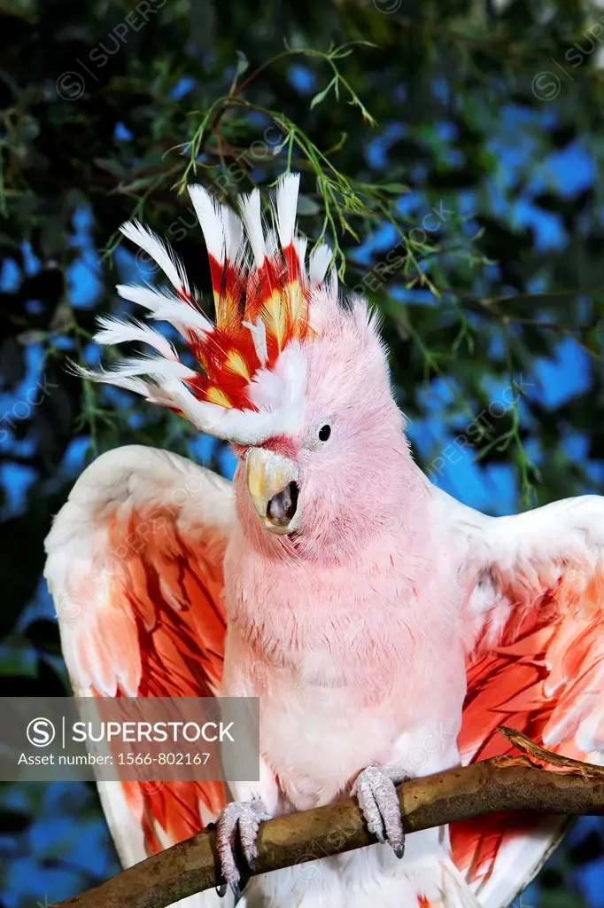 PINK COCKATOO OR MAJOR MITCHELL´S COCKATOO cacatua leadbeateri, ADULT WITH OPEN WINGS