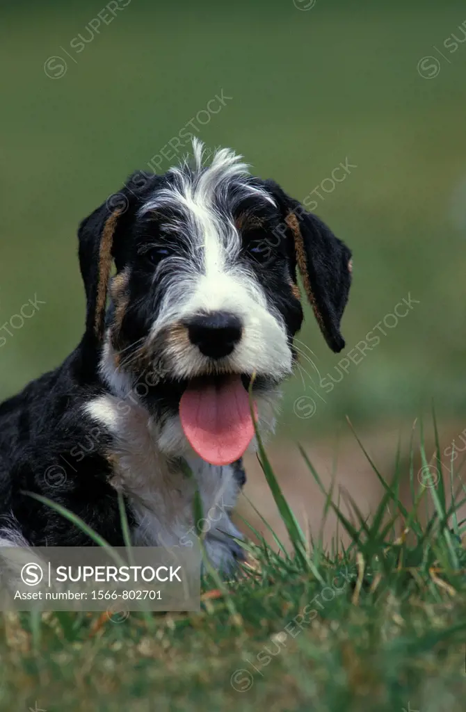CESKY DOG, PORTRAIT OF ADULT WITH TONGUE OUT