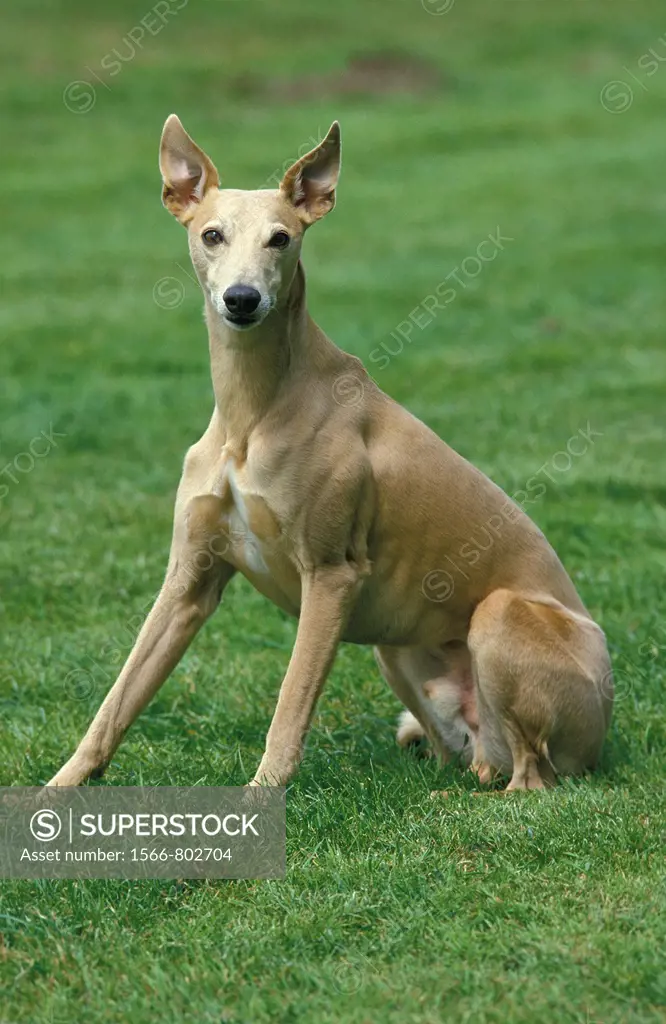 WHIPPET DOG, ADULT SITTING ON GRASS