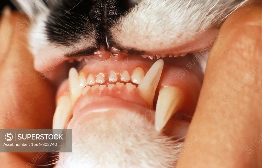 DOMESTIC CAT, CLOSE-UP OF MOUTH SHOWING TEETH