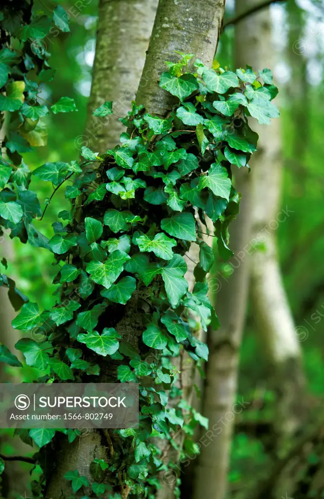 IVY hedera helix ON A TREE TRUNK