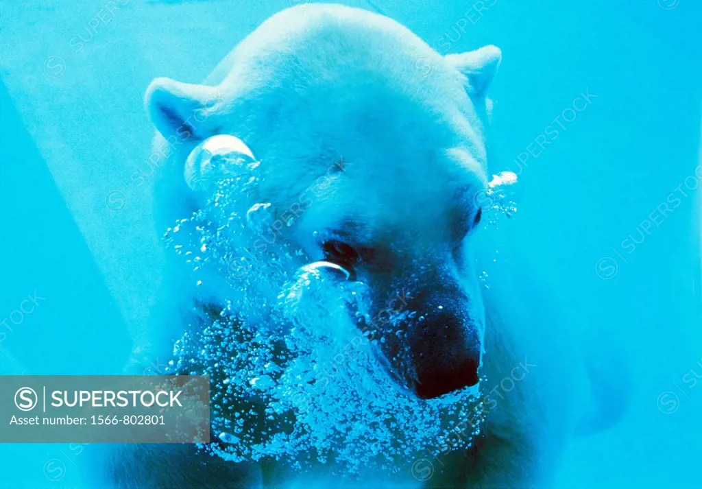 Polar Bear, thalarctos maritimus, Adult under Water