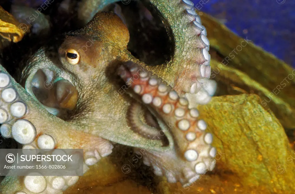 Common Octopus, octopus vulgaris, Adult showing Tentacles