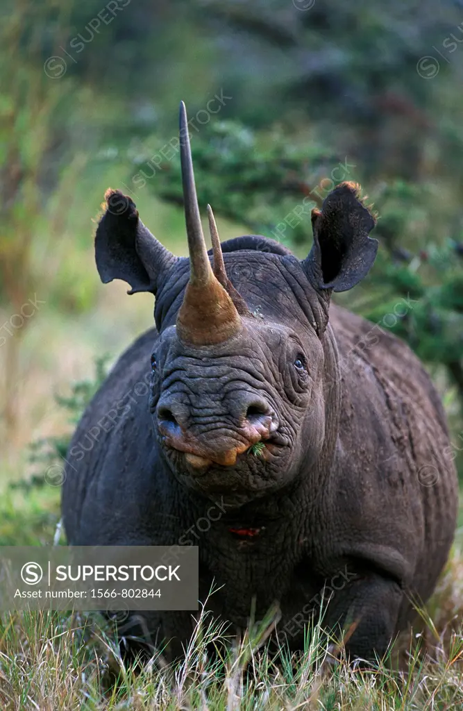 Black Rhinoceros, diceros bicornis, Adult, Kenya