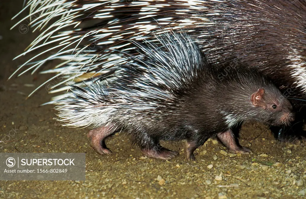 Crested Porcupine, hystrix cristata, Female with Young