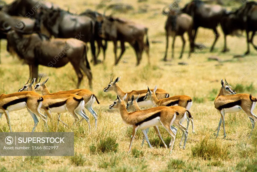 Thomson´s Gazelle, gazella thomsoni and Blue Wildebeest, connochaetes taurinus, Herd, Masai Mara Park in Kenya