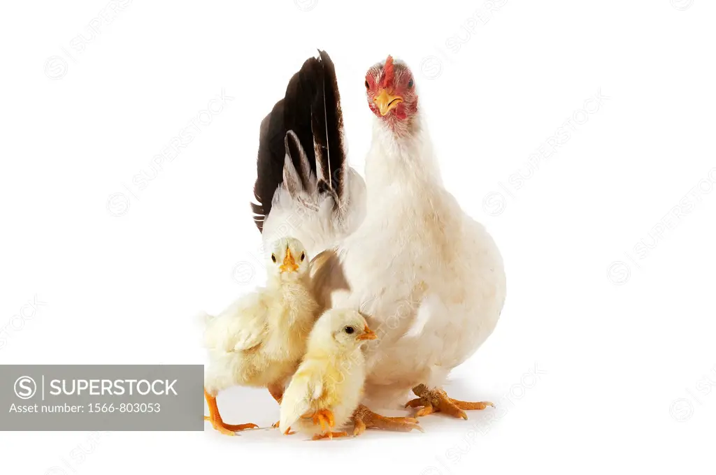 Nagasaki Domestic Chicken, Hen with Chicks against White Background