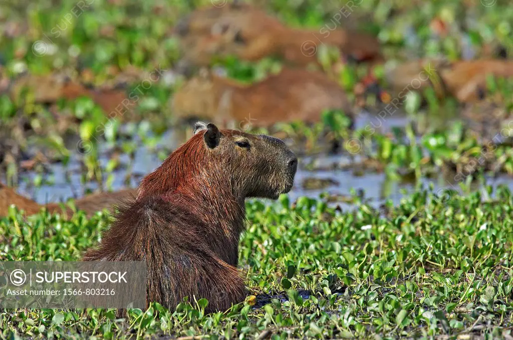 Capybara, hydrochoerus hydrochaeris, the Largest Rodent in the World, Adult standing in Swamp, Los Lianos in Venezuela