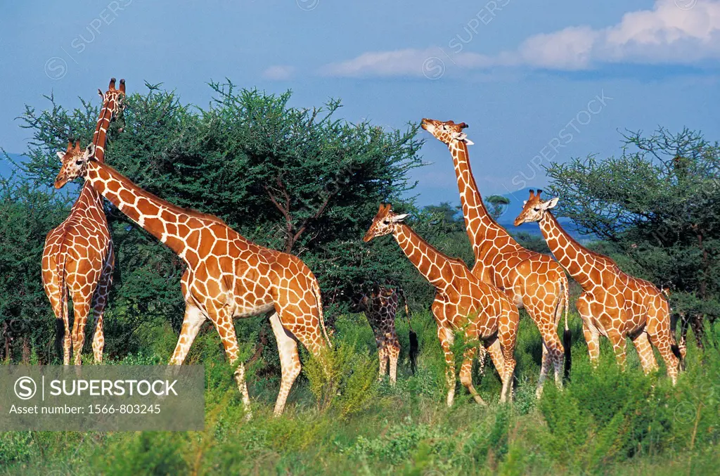 Reticulated Giraffe, giraffa camelopardalis reticulata, Group eating Acacia Tree, Samburu Park in Kenya