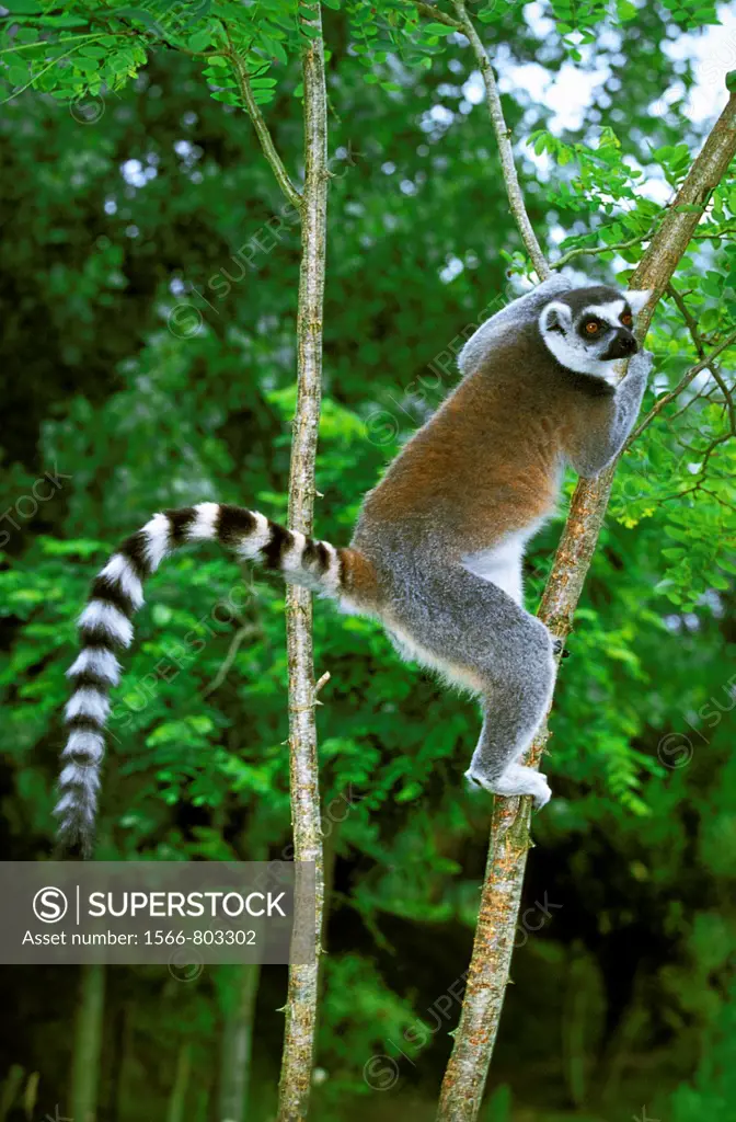 Ring Tailed Lemur, lemur catta, Adult hanging from Branch