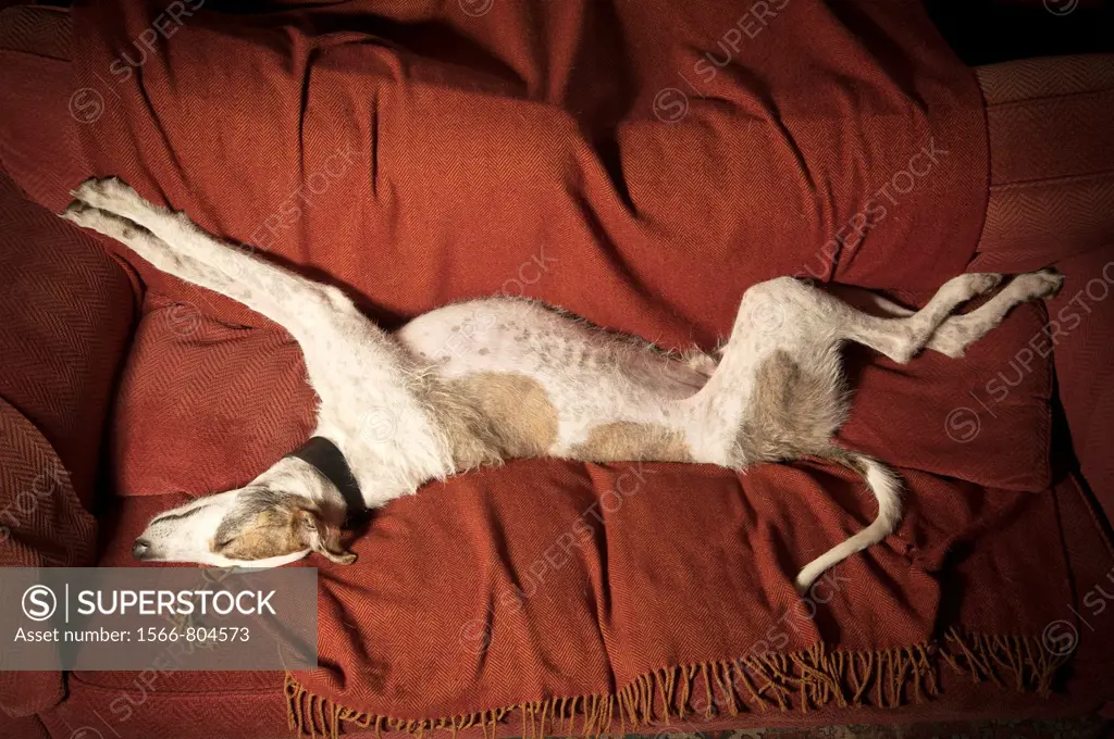 Lurcher greyhound-cross lying on a sofa