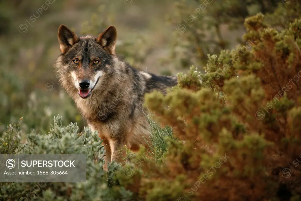 A exemplary of Iberian wolf in the typical Mediterranean scrub vegetation, looking around, Wolf park, Antequera, Malaga, Andalusia, Spain