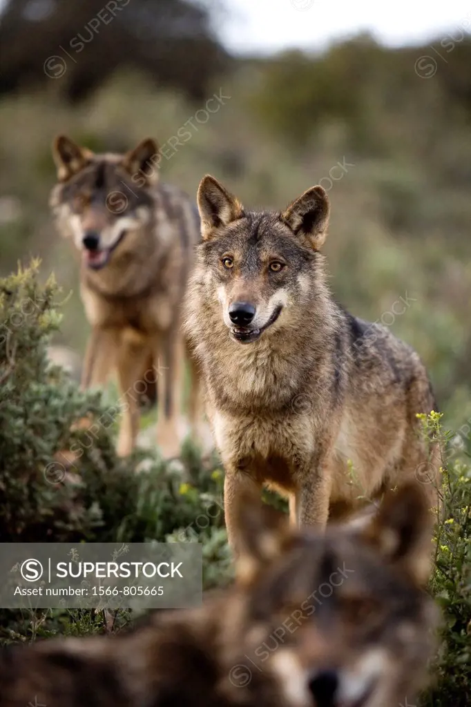 Three Iberian wolves, watch the horizon, Wolf park, Antequera, Malaga, Andalusia, Spain