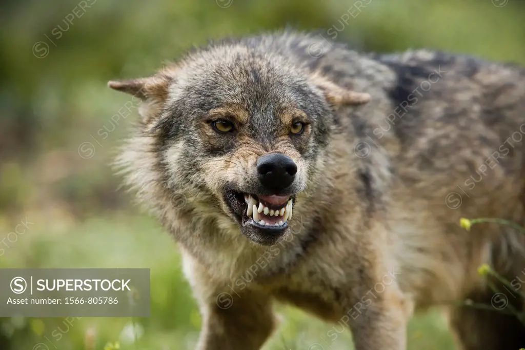 A wolf with an expression of aggression to other components of the pack for food dispute  Wolf park, Antequera, Malaga, Andalusia, Spain