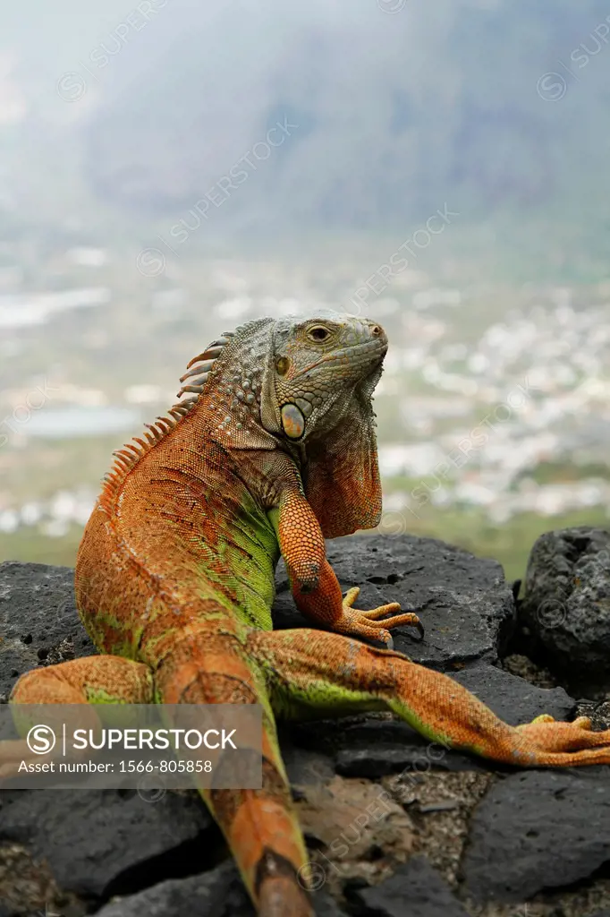 Green Iguana Iguana iguana