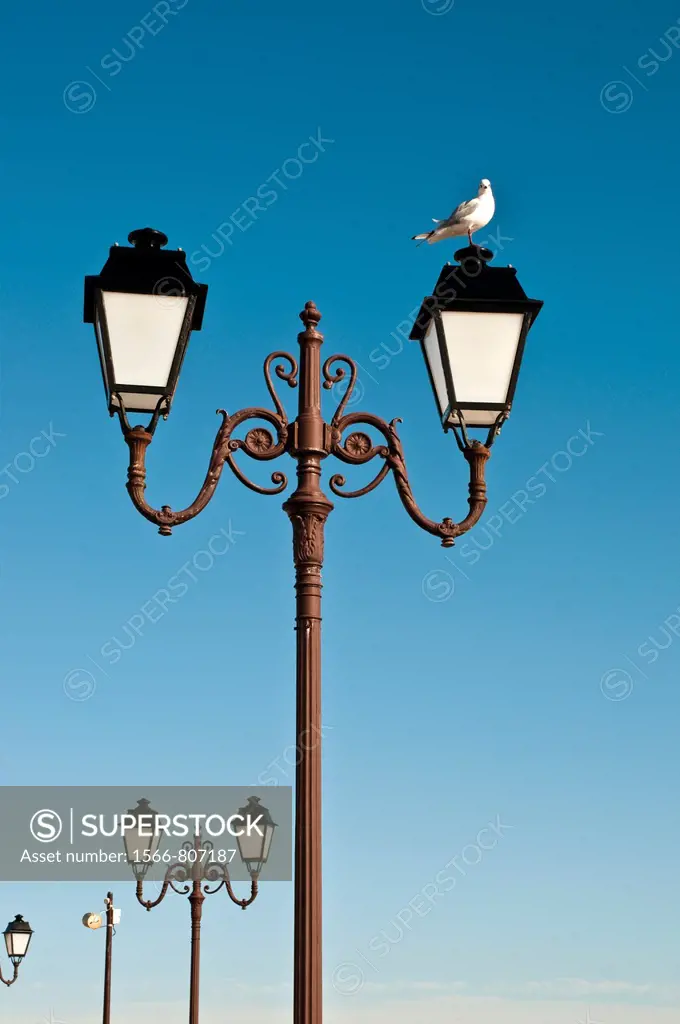 Seagull standing on lamppost, Saintes-Maries-de-la-Mer, Southern France