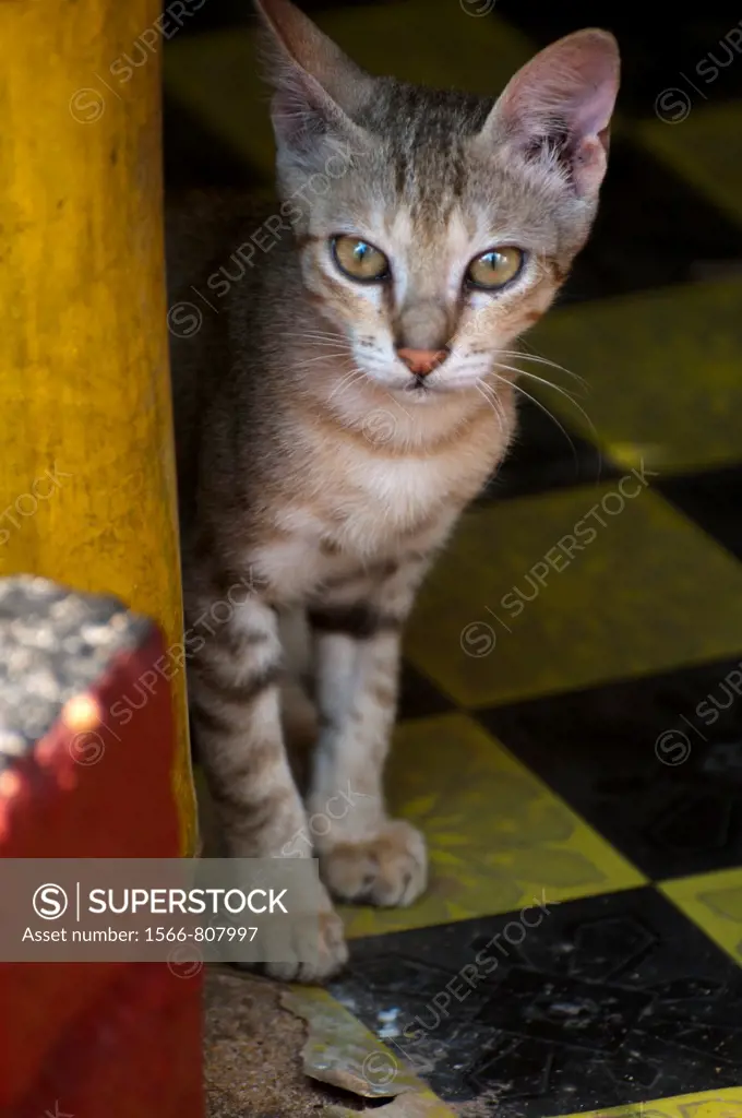 Young cat hiding behind a bamboo chair in Varkala, southern India