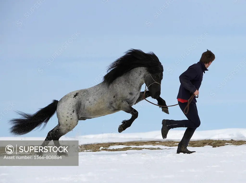 Horse with trainer in winter, Iceland