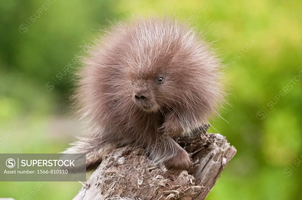 North American porcupine, Erethizon native to Canada and northern and western USA