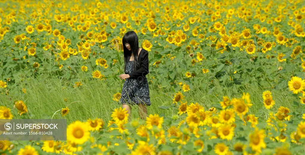 girl walking through sunflower field , sunflower fields of lopburi, and saraburi, central Thailand
