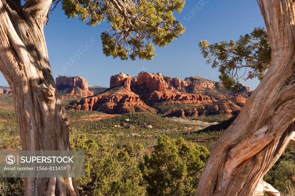 View of Cathedral Rock framed by trees - Sedona, Arizona