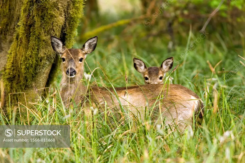 Mother and baby Black-tailed Deer - Cape Disappointment State Park, Washington