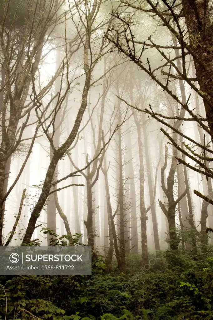 Misty forest - Prairie Creek Redwoods State Park, California