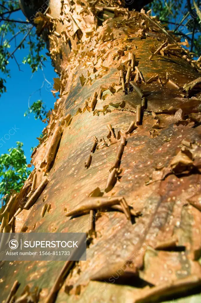 Close-up Gumbo Limbo tree bark - J N  Ding Darling Wildlife Refuge - Sanibel Island, Florida