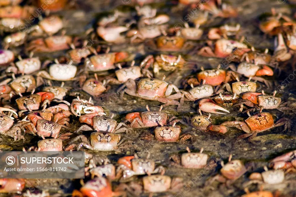 Large group of Fiddler Crabs - J N  Ding Darling National Wildlife Refuge - Sanibel Island, Florida USA