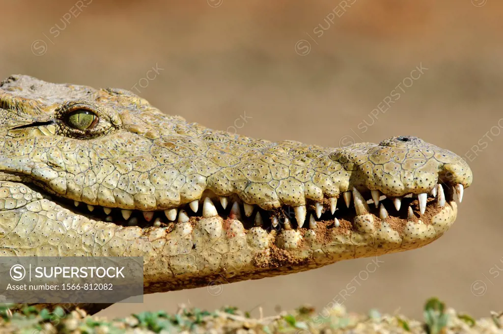 Head of a nile crocodile Crocodylus niloticus  Kruger National Park, South Africa