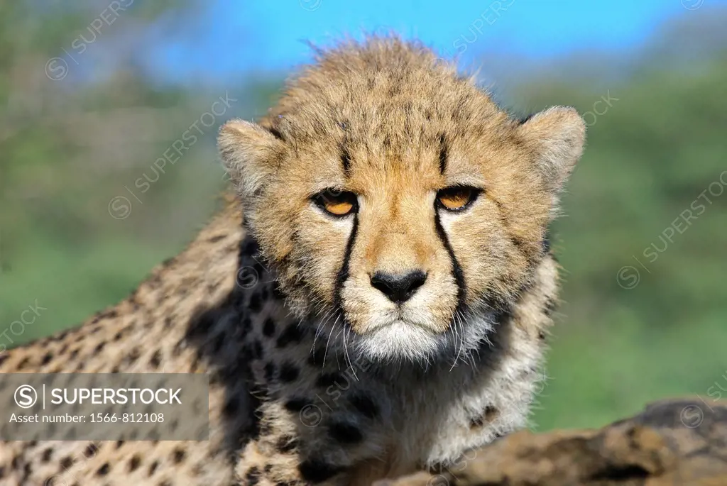Portrait of a young cheetah Acinonyx jubatus  Private game farm near Windhoek, Namibia