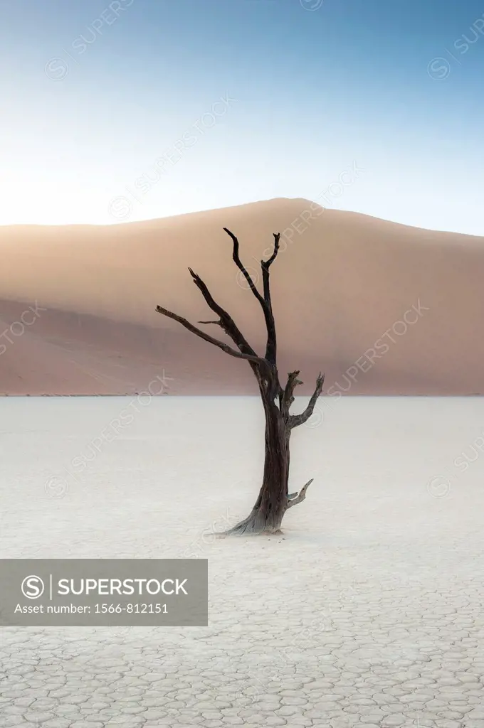 Dead acacia tree (Acacia erioloba) in white clay pan, Dead Vlei, Namib Naukluft National Park, Namibia