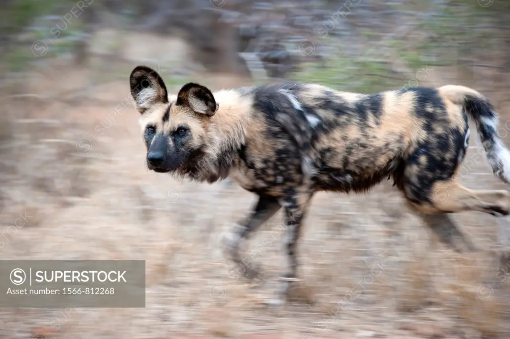 African wild dog (Lycaon pictus) running through dry gras, Greater Kruger Park, South Africa