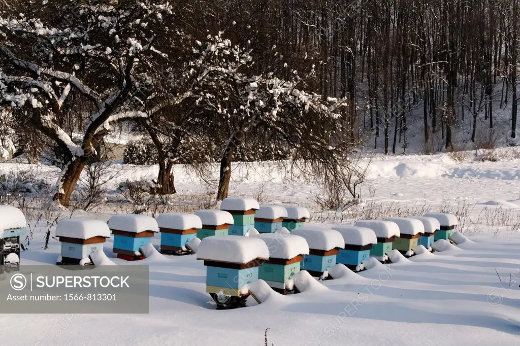 Hives at Winter