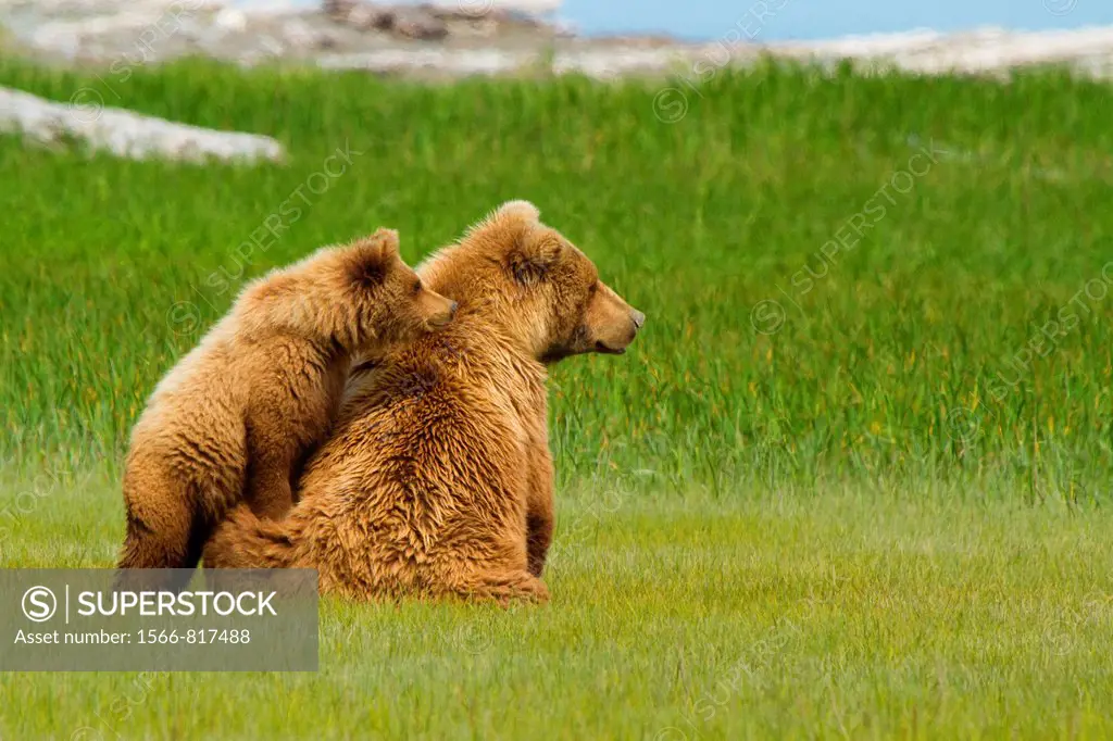 Distracted Grizzly Bear Mom and Cub