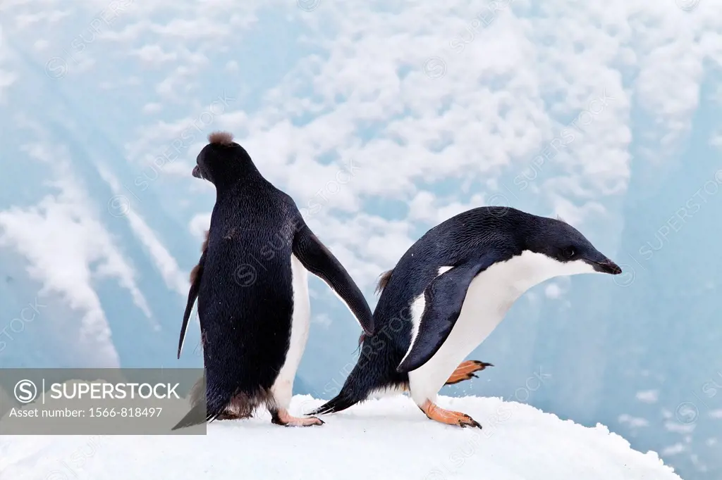 First year Adélie penguin Pygoscelis adeliae chicks at breeding colony at Brown Bluff on the eastern side of the Antarctic Peninsula, Antarctica  MORE...