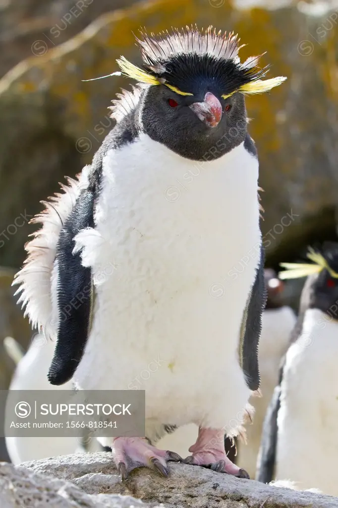 Adult southern rockhopper penguin Eudyptes chrysocome chrysocome at breeding and molting colony on New Island in the Falkland Islands, South Atlantic ...