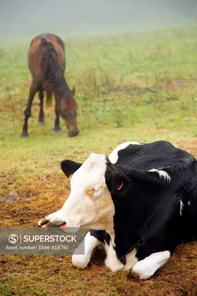 Holstein cow and a horse in a pasture at the Azores islands, Portugal