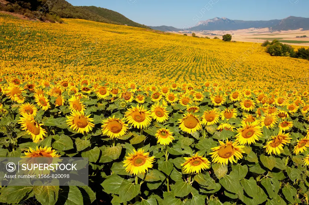 Sunflowers field  ´Learza´ estate  Near Estella, Navarre, Spain