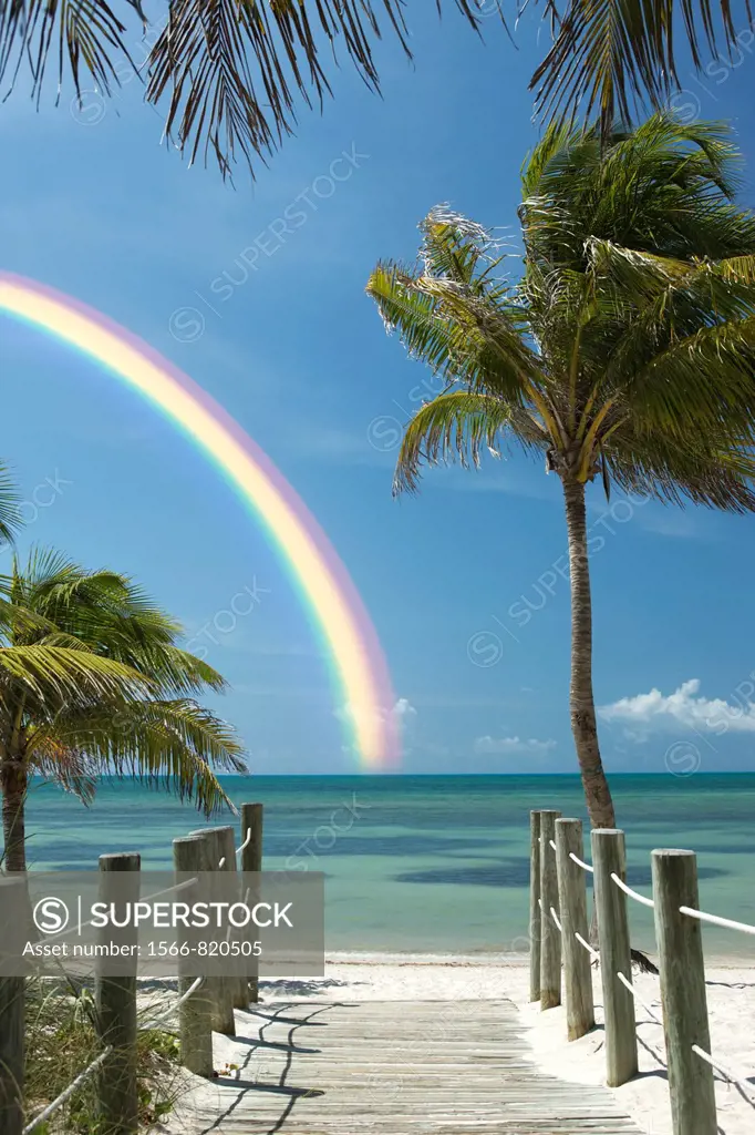 Palm Trees Smathers Beach Key West Florida USA