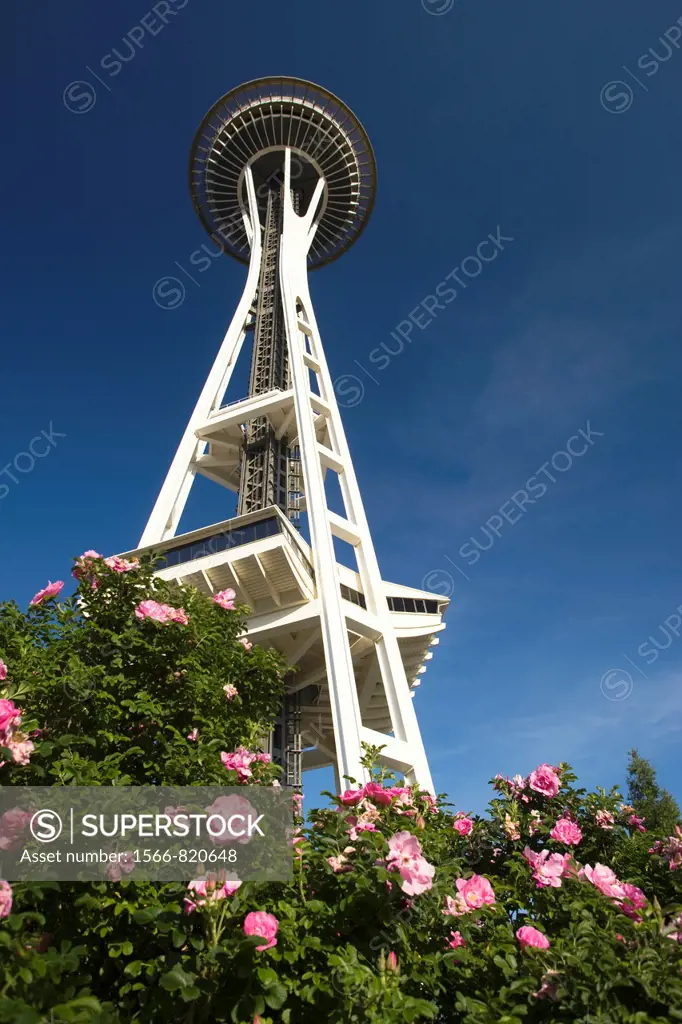 Pink Climbing Roses Space Needle Seattle Center Seattle Washington State USA