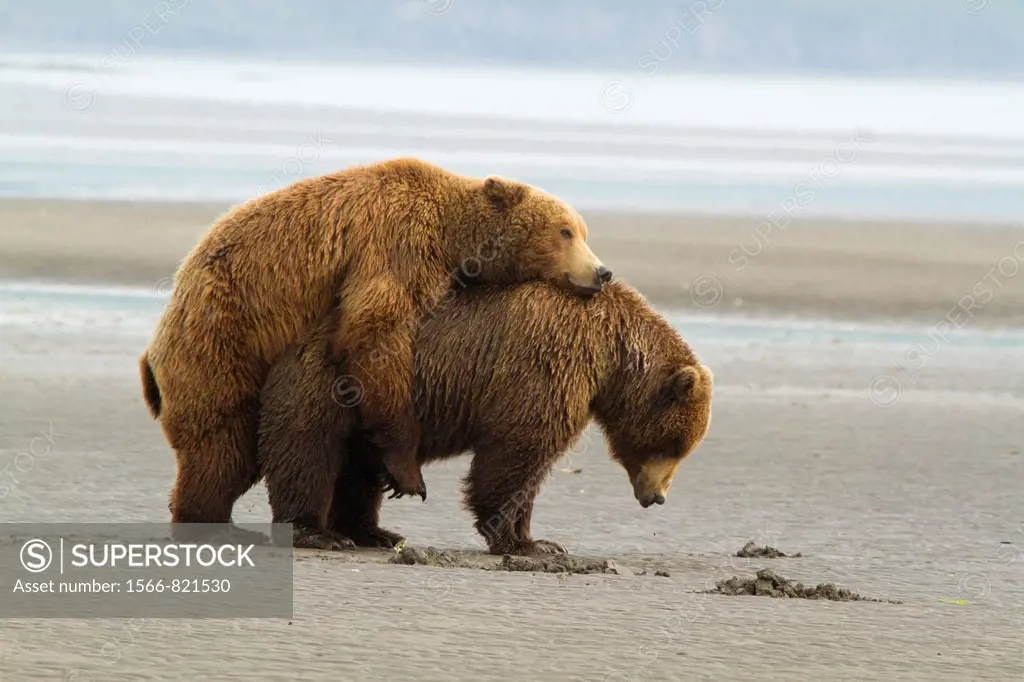 Copulating Grizzly Bears, Katmai National Park, Alaska, USA