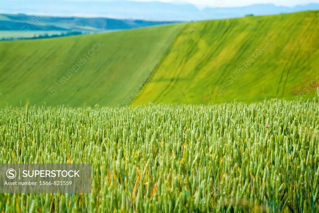 Cereal fields in La Rioja. Spain. Europe.