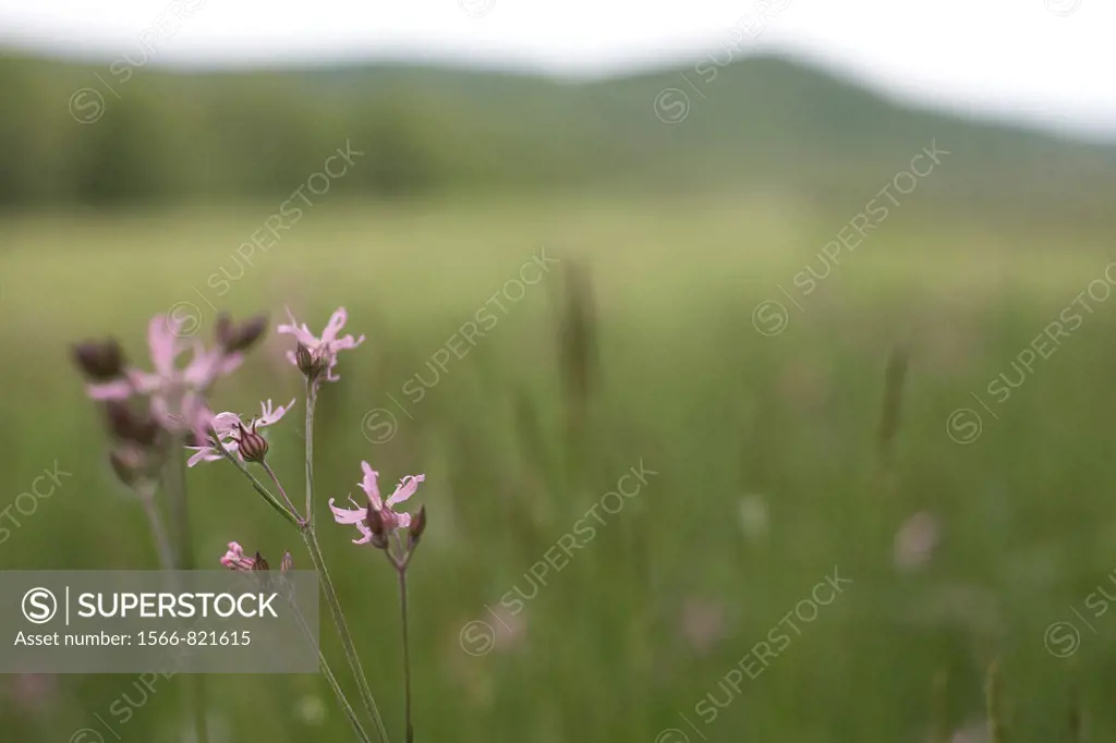 A soft focus field of green with purple flowers in focus