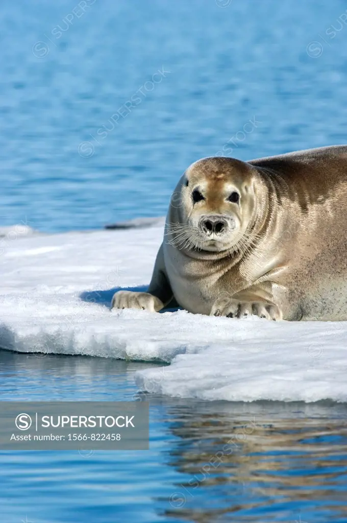 Bearded seals are at risk due to global warming or climate change in the ARctic as they are dependent on sea ice to breed