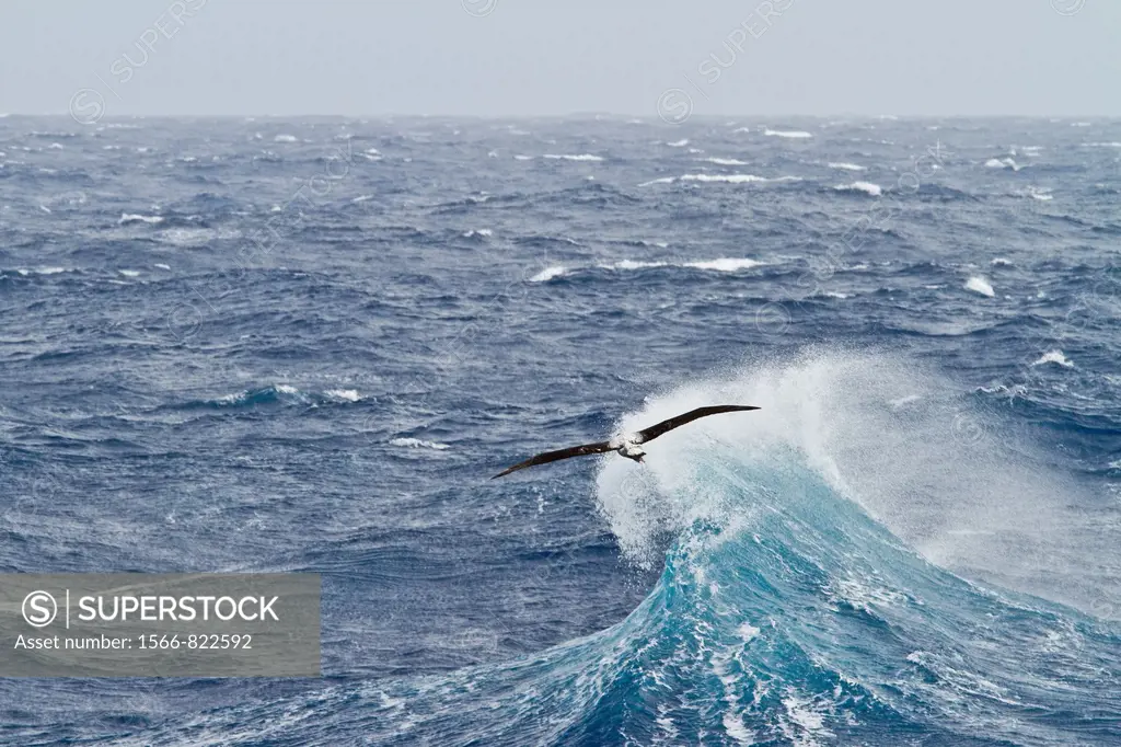 Young wandering albatross Diomedea exulans on the wing in the Drake Passage between the tip of South America and the Antarctic Peninsula, Southern Oce...