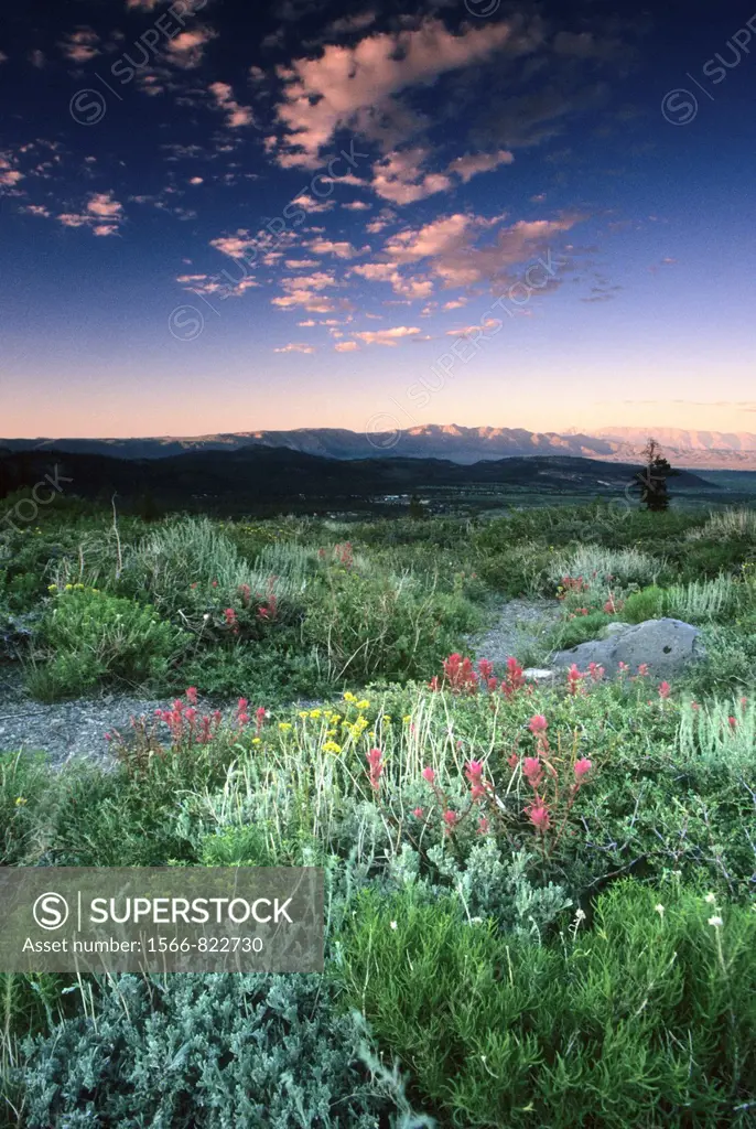 Summer wildflowers on Panorama Dome during twilight, Mammoth Lakes Basin, Inyo National Forest, California